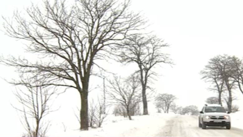 Parazapezi. 1.000 de lei pe an pentru proprietarii care accepta plantarea copacilor pe terenul lor Imagine