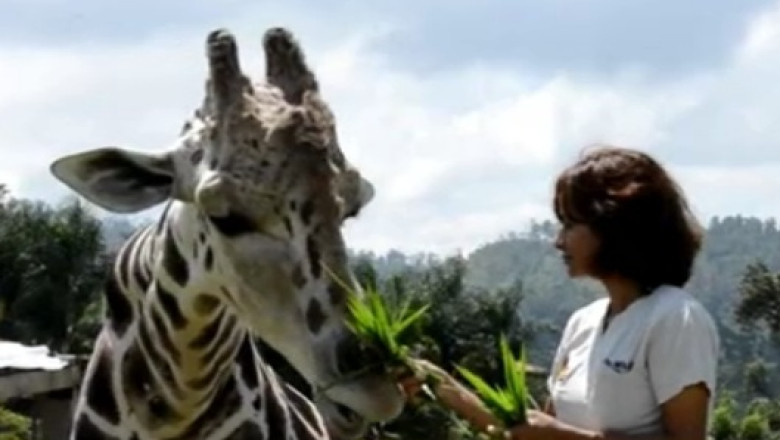 Parc zoo confiscat de autoritati de la un traficant de droguri Imagine