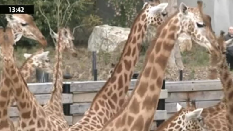 Parc zoo revolutionar la Paris Imagine