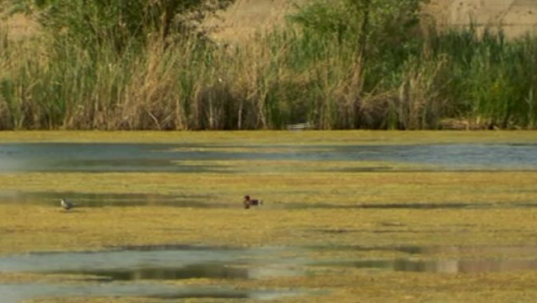 Parcul Vacaresti ar putea deveni arie protejata Imagine
