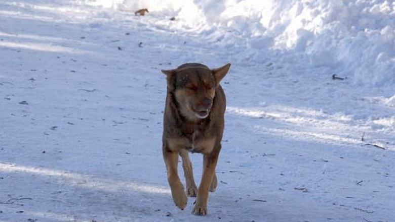 Parintii copilului cu sindrom Down muscat de caini cer daune in valoare de 500.000 de euro. Procesul a inceput la doi ani de la incident Imagine