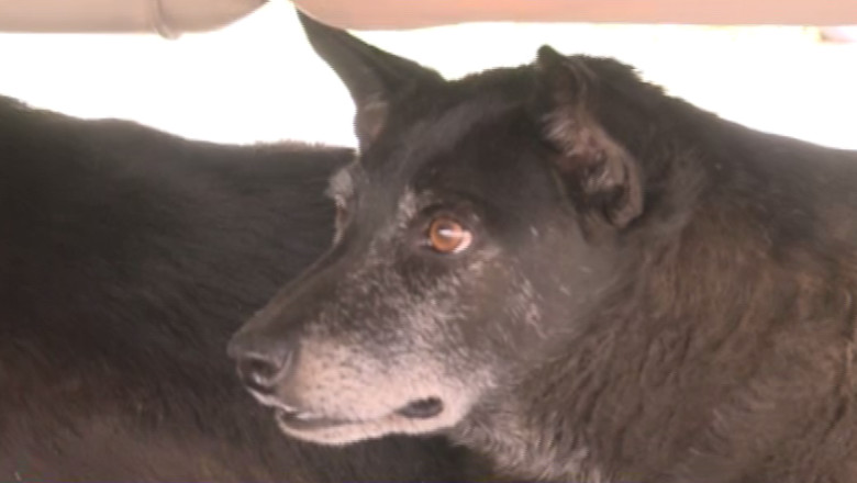 Parlamentarii ieseni sunt de acord cu eutanasierea cainilor fara stapan Imagine