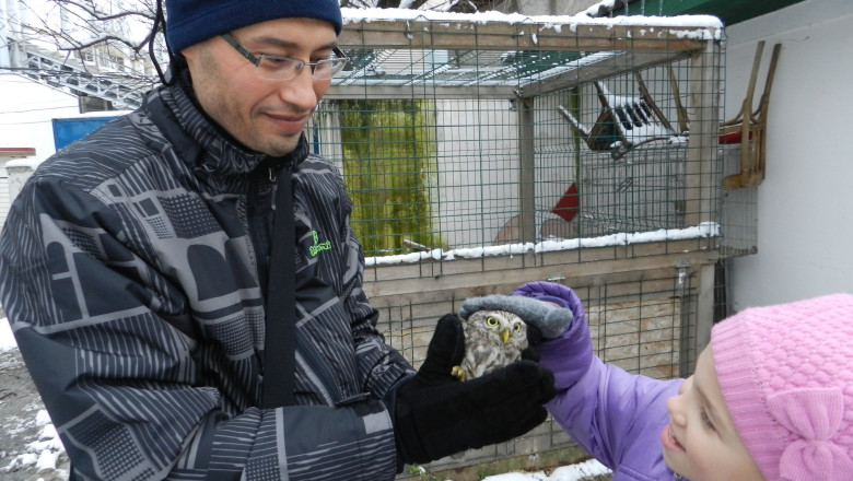  Pasari ranite, in carantina. Trei lebede, o barza si o garlita au fost aduse la Microrezervatia din Constanta Imagine