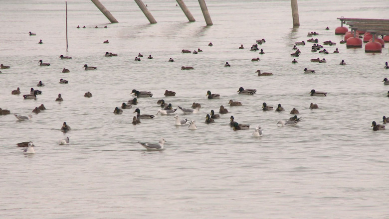 Pasari salbatice, la malul Dunarii Imagine