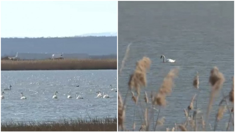 Pasarile migratoare nu mai pleaca din Romania pe timpul iernii. Explicatiile specialistilor Imagine