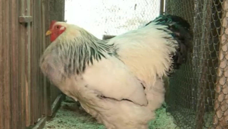 Pasiune transformata in profit. Povestea succesului unui crescator de gaini  Imagine