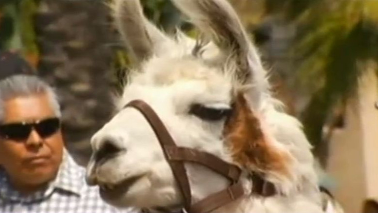 Pastele animalelor. Un preot din Los Angeles binecuvanteaza animalele de companie Imagine