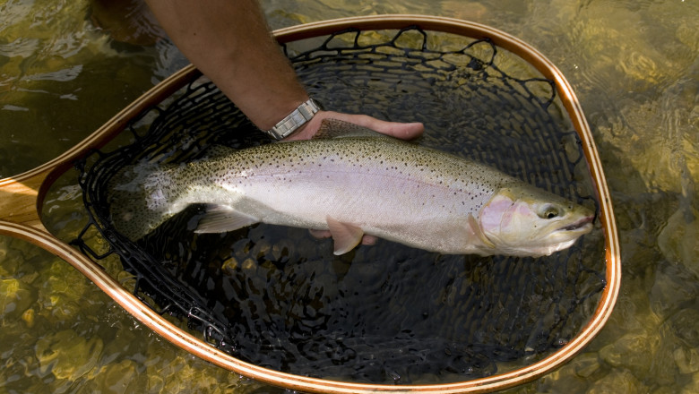 Pastravul curcubeu poate fi crescut de-acum si in Marea Neagra. Cum s-au dezvoltat pestii, intr-un an, in apa sarata a marii Imagine