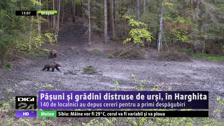 Pasuni si gradini distruse de ursi Imagine