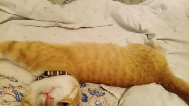 Patru ani si jumatate impreuna in captivitate, in Rusia: Un soldat s-a intors acasa impreuna cu pisica sa credincioasa Imagine