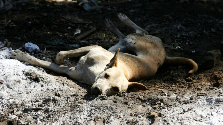 Patru cazuri de turbare la caini au fost raportate in judetul Suceava, in zece zile. Veterinarii cer sa fie vaccinati Imagine