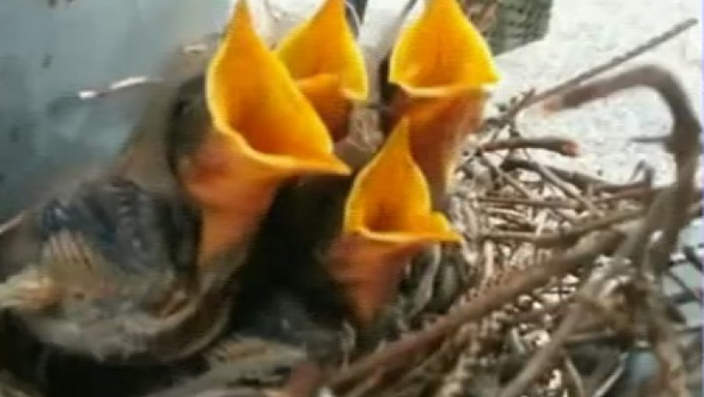 Patru pui infometati. Pasarile erau intr-un cuib din curtea unei centrale electrice Imagine