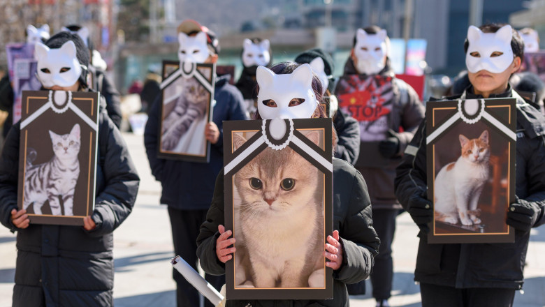 Pedepse mai aspre, in Italia, pentru cruzimea fata de animale. Cum raspund in fata legii cei care organizeaza lupte de caini Imagine