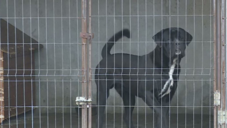 Pensiunile de catei, la capacitate maxima Imagine