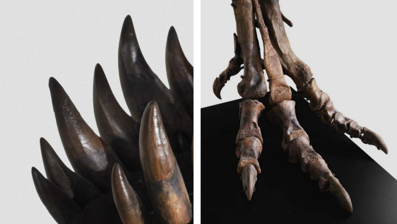 Pentru a treia oara in istorie, un schelet complet de Tyrannosaurus Rex va fi scos la licitatie Imagine