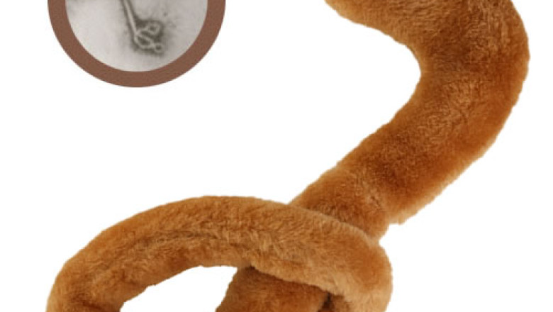 Pentru unii ciuma, pentru altii... profit. O companie din Statele Unite vinde jucarii de plus Ebola Imagine