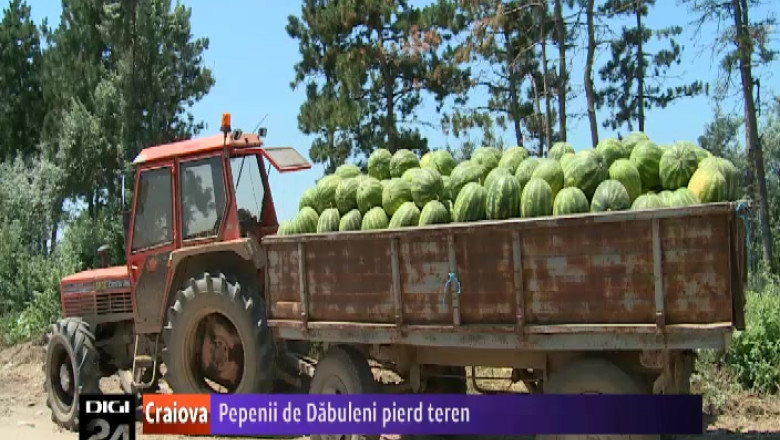 Pepenii de Dabuleni pierd teren Imagine
