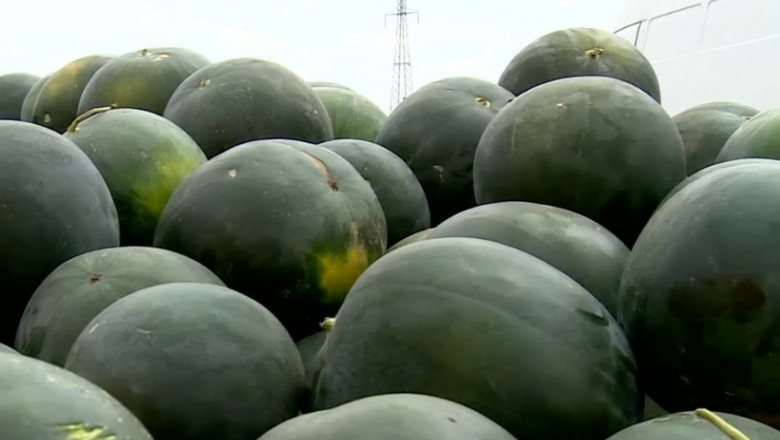 Pepenii romanesti, controlati pentru determinarea reziduurilor de pesticide Imagine
