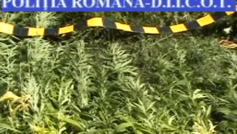 Perchezitii in judetul Iasi pentru a destructura o retea de traficanti de canabis Imagine