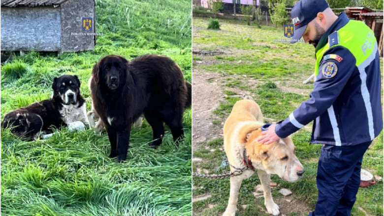 Perchezitii in Mures, intr-un dosar care vizeaza organizarea de lupte intre caini. Mai multe animale, salvate de politisti Imagine