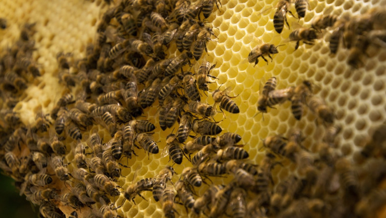 Perchezitii in Satu Mare dupa ce Politia a primit sesizari ca 350 de familii de albine ar fi murit din cauza pesticidelor Imagine
