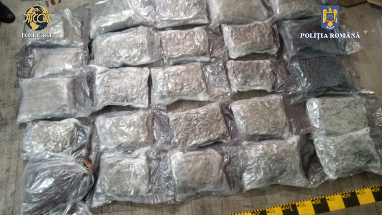 Perchezitii la dealerii de droguri din nordul tarii. Zeci de kilograme de canabis, ascunse in trollere Imagine