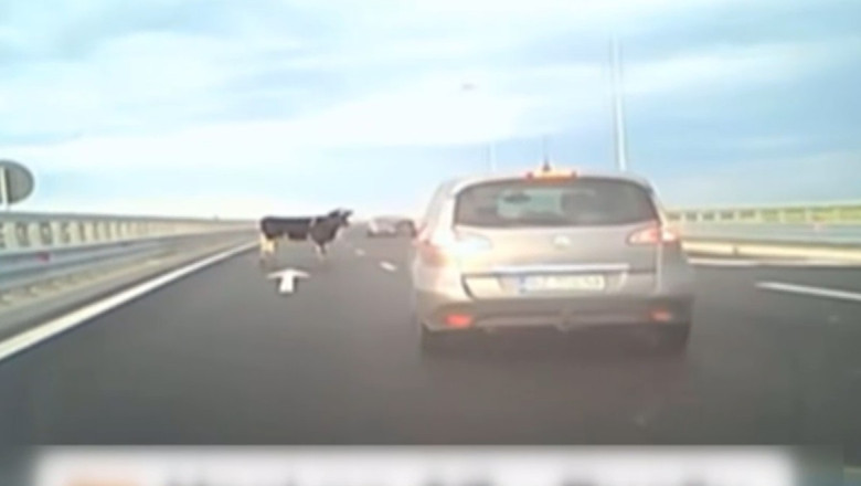 Pericol de accident pe Autostrada A7, dupa ce 4 vaci au cazut dintr-o masina aflata in mers