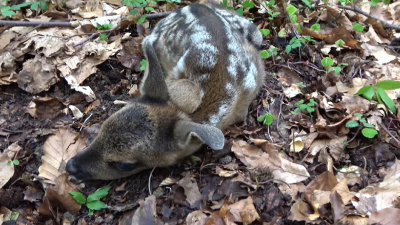 Pericol pentru animalele de la zoo. O caprioara de la Gradina Zoologica din Craiova a murit dupa ce a fost hranita de turisti Imagine