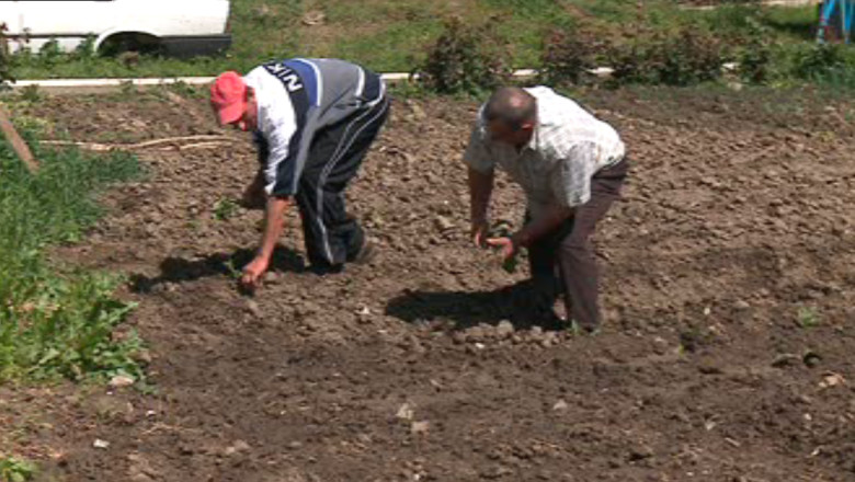 Persoanele fizice autorizate nu mai au voie sa lucreze cu zilieri Imagine