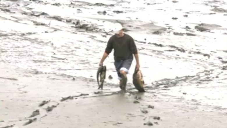 Pescuitul la crap, din namol. Localnicii din Tg. Jiu strang pesti uriasi de pe fundul unui lac golit de Hidroelectrica Imagine