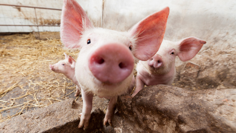Pesta porcina in Satu Mare. Peste 10.000 de porci vor fi ucisi Imagine
