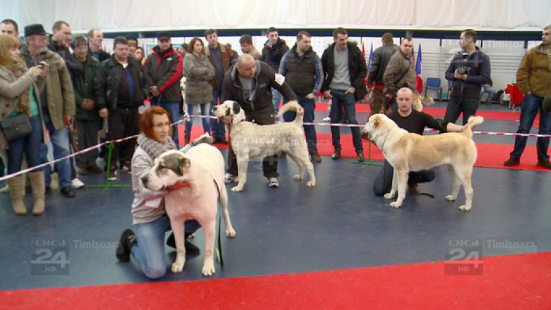 Peste 1.200 de caini la prima expozitie de frumusete canina din Romania, in 2014, desfasurata la Timisoara Imagine