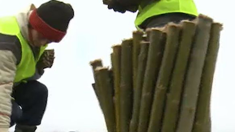 Peste 100.000 de butasi de salcie energetica, plantati la marginea Timisoarei Imagine