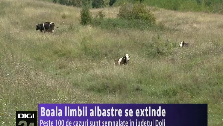 Peste 100 de cazuri de boala limbii albastre in judetul Dolj Imagine