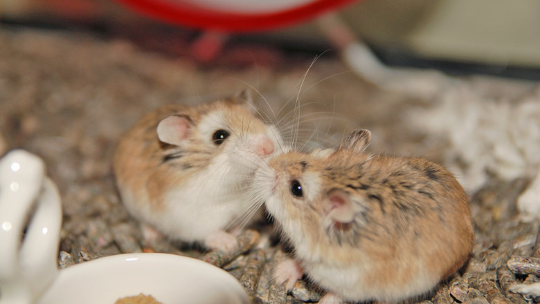 Peste 130 de hamsteri au evadat din custi in timpul unui zbor. Avionul a ramas blocat pe aeroportul din Portugalia Imagine