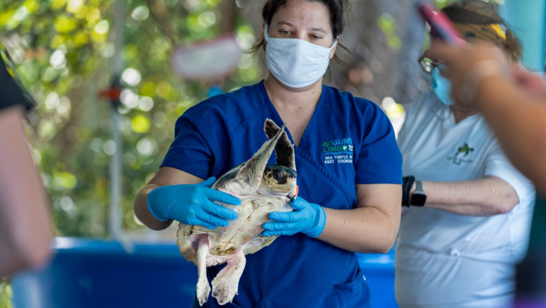 Peste 150 de testoase marine cu hipotermie au fost salvate in largul coastei statului Massachusetts Imagine