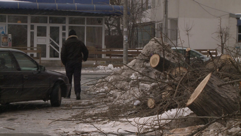 Peste 2.000 de arbori taiati in 2014 Imagine