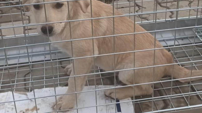 Peste 2.000 de caini au fost ridicati in 2023 de catre ASPA de pe strazile Capitalei. Nicusor Dan: Colaborarea cu cetatenii e esentiala Imagine