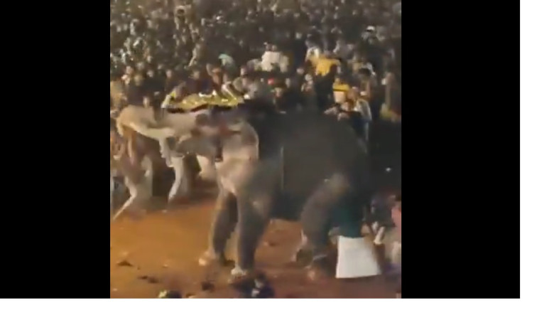 Peste 20 de persoane au fost ranite in India dupa ce un elefant a devenit violent in timpul unui festival religios Imagine