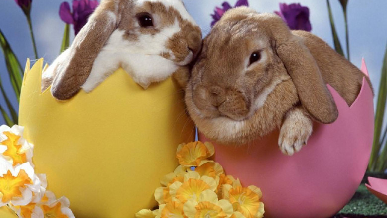 Peste 200 de pachete cu alimente au fost impartite nevoiasilor din Oradea Imagine