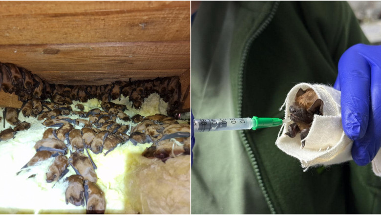 Peste 3.200 de lilieci, salvati din podul unei case din Suceava. "Volumul este incredibil, este o munca titanica!" Imagine