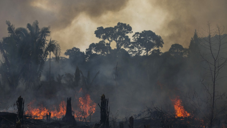 Peste 3000 de incendii in cea mai mare padure tropicala a planetei, numar record pentru o luna februarie Imagine