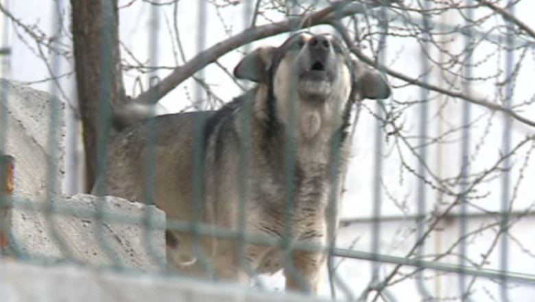 Peste 4000 de caini fara stapan au pus stapanire pe municipiul Iasi Imagine