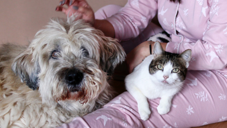 Peste jumatate dintre romani au animale de companie. Ce prefera intre caini si pisici (sondaj INSCOP) Imagine