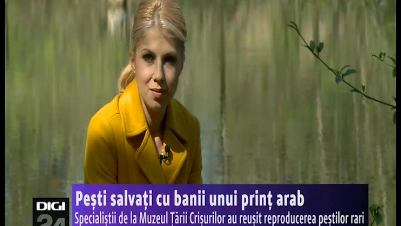 Pesti salvati cu banii unui print arab. Muzeul tarii Crisurilor a reusit reproducerea pestilor rari din Baile 1 Mai Imagine
