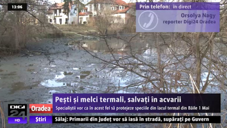 Pesti si melci termali din Baile 1 Mai, salvati in acvarii Imagine