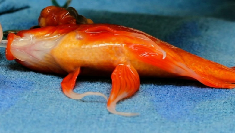 Pestisor auriu, operat de o tumora la cap Imagine