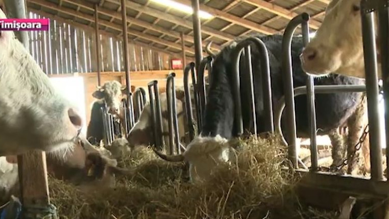 Piata "arida" pentru agricultura eco. Produsele ajung sa fie vandute la preturi standard Imagine