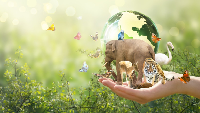 Pierdem natura intr-un ritm alarmant. Scadere de 73% a populatiilor de specii salbatice in doar 50 de ani, arata un raport Imagine