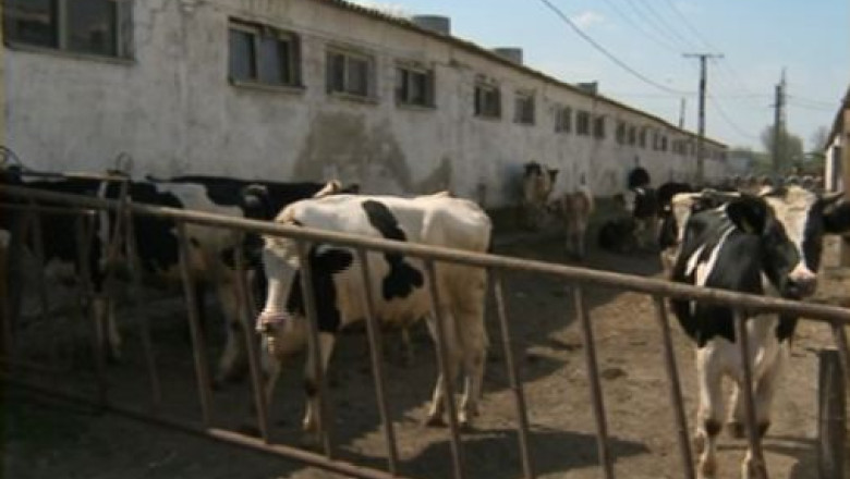 Pierderi de 150 de milioane de euro din cauza bolii limbii albastre Imagine